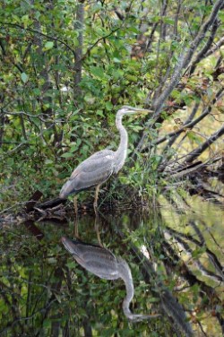 Heron