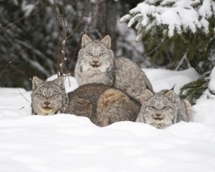 Wild Lynxes