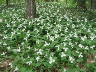 Trilliums