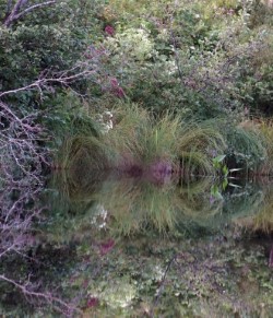 Pond Reflection