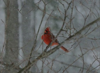 Cardinal