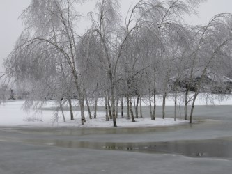 Icy Tree